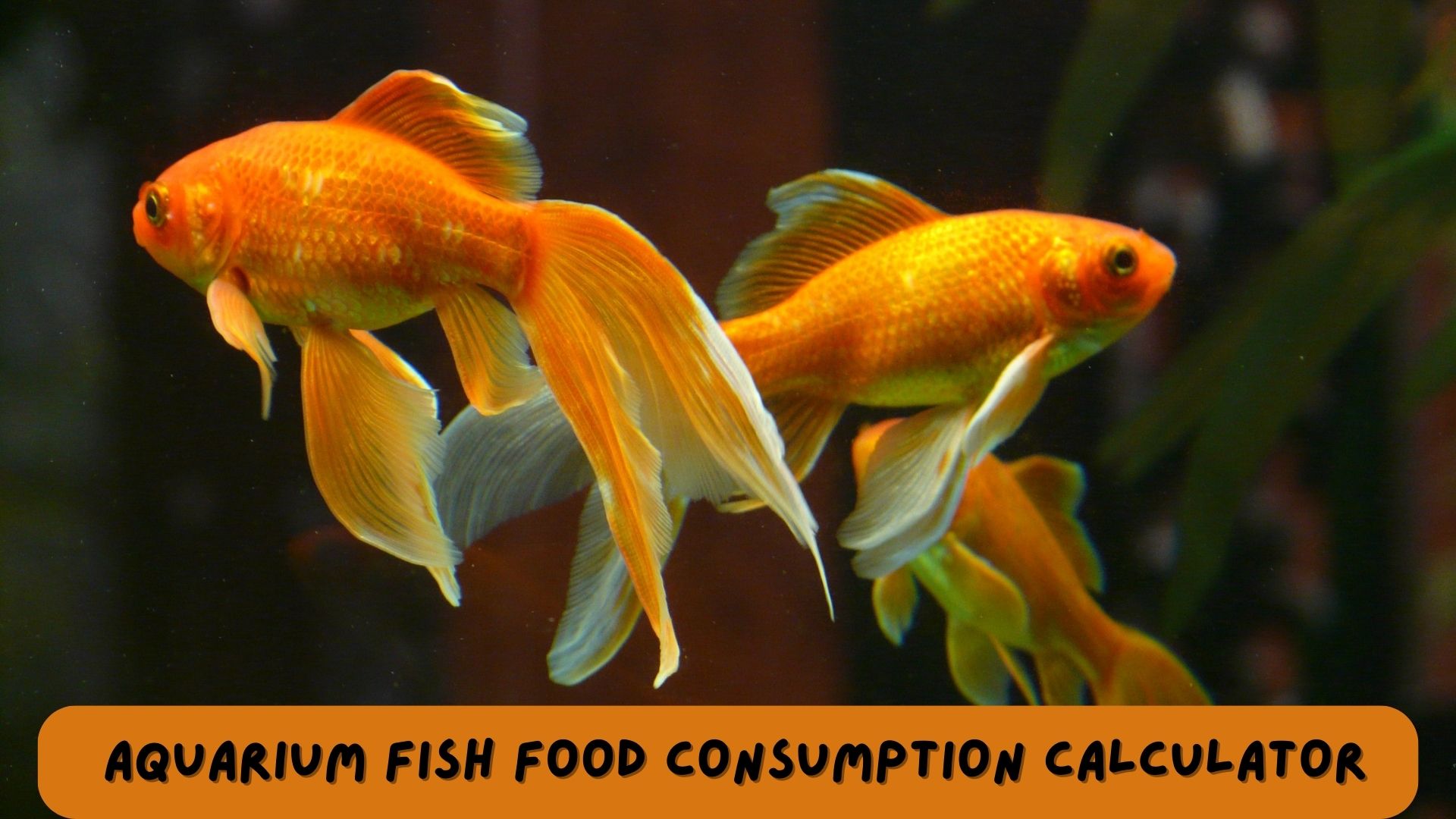 An aquarium with a focus on fish food and feeding calculations