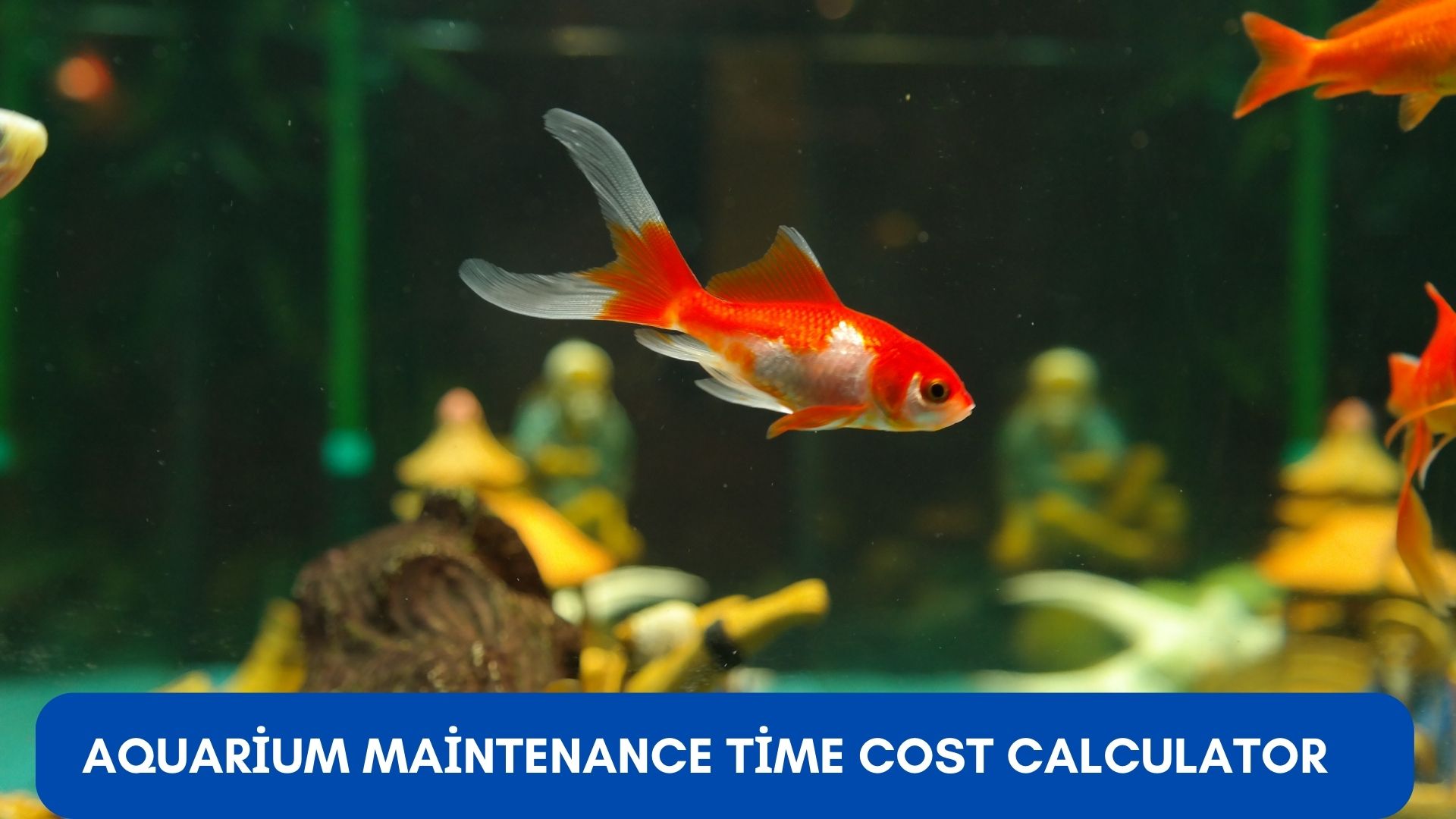 Aquarium maintenance tools and time calculator