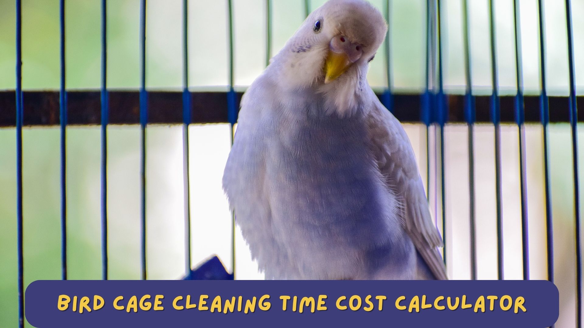 Bird cage cleaning tools and time cost calculator