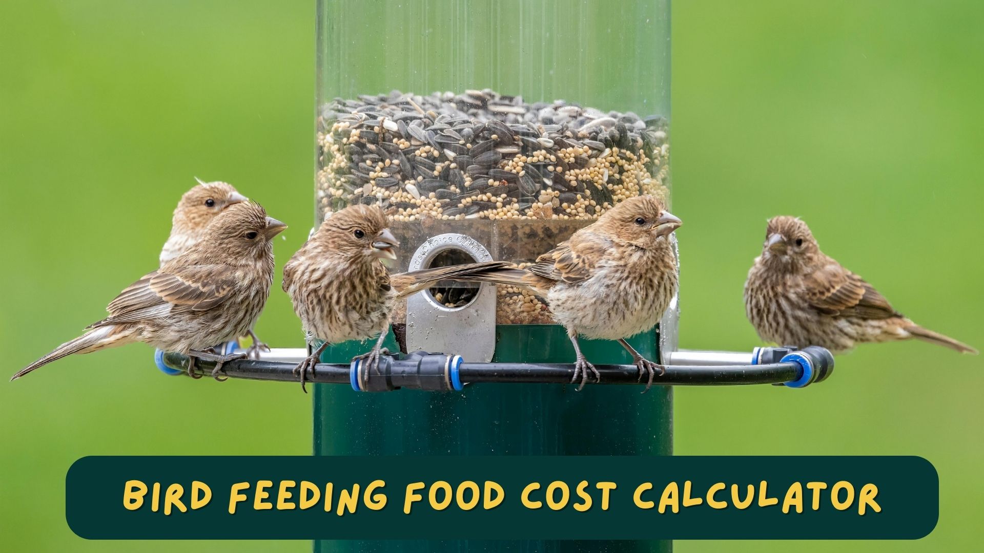 Bird Feeding Food Cost Calculator