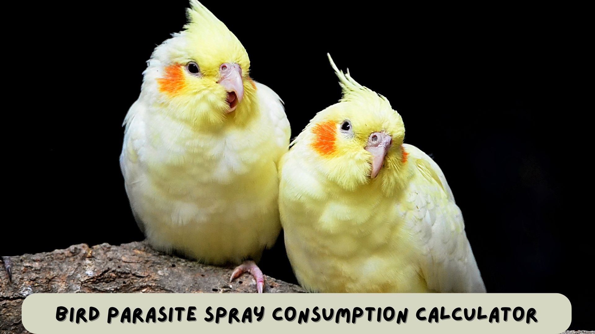 Bird Feeding Food Cost Calculator