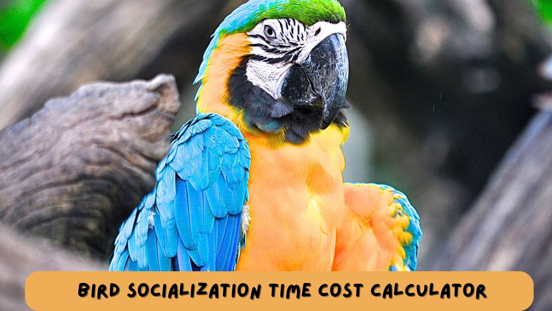 Bird Socialization Time Cost Calculator