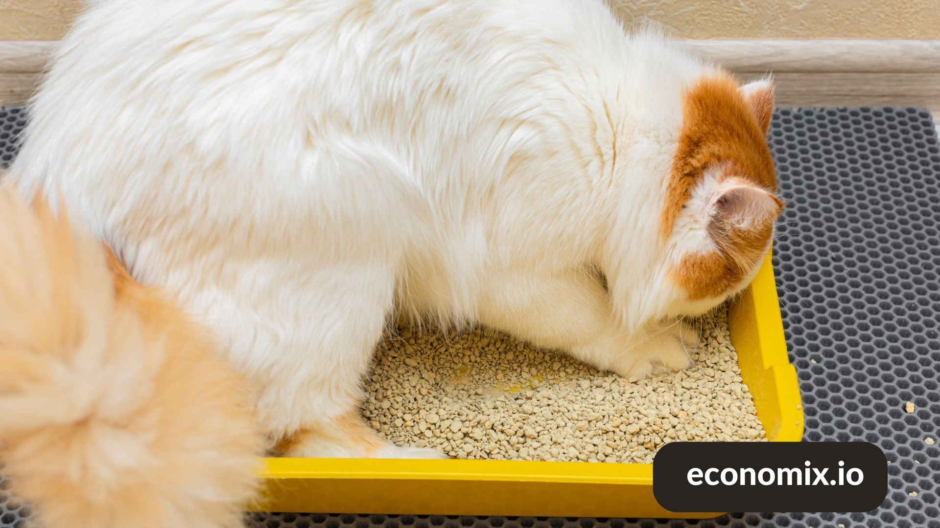 A person cleaning a cat litter box