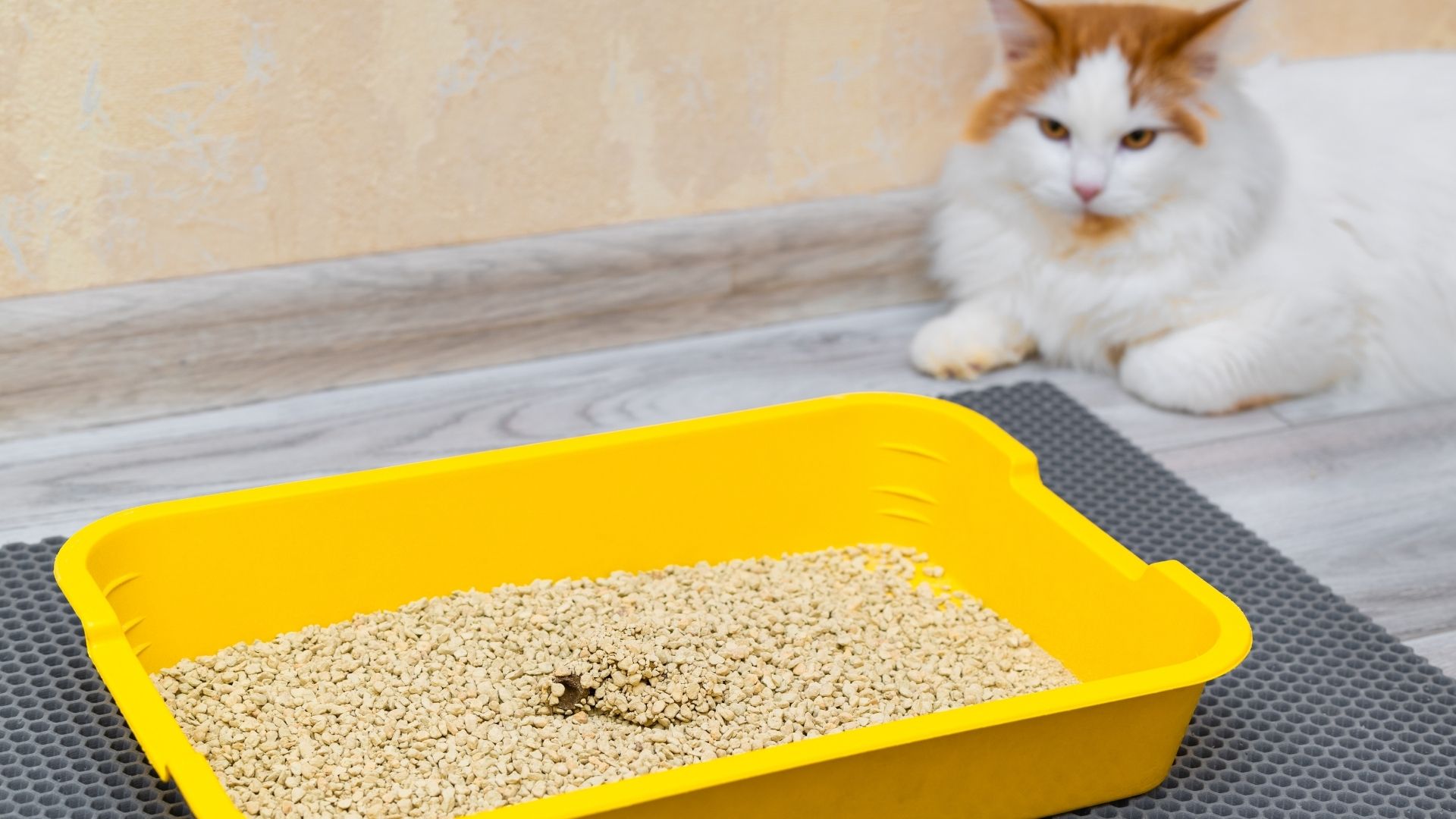 A cat owner pouring litter into a clean litter box