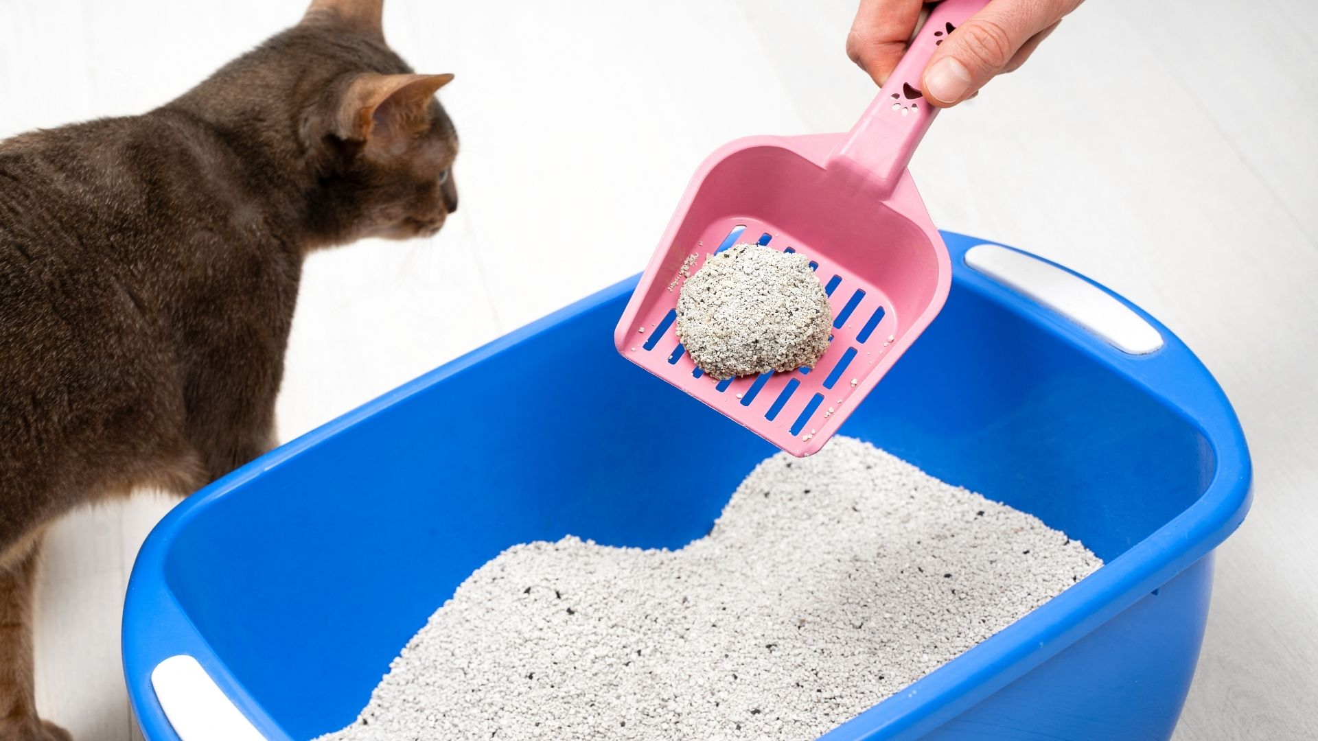 A cat sitting beside a clean litter box