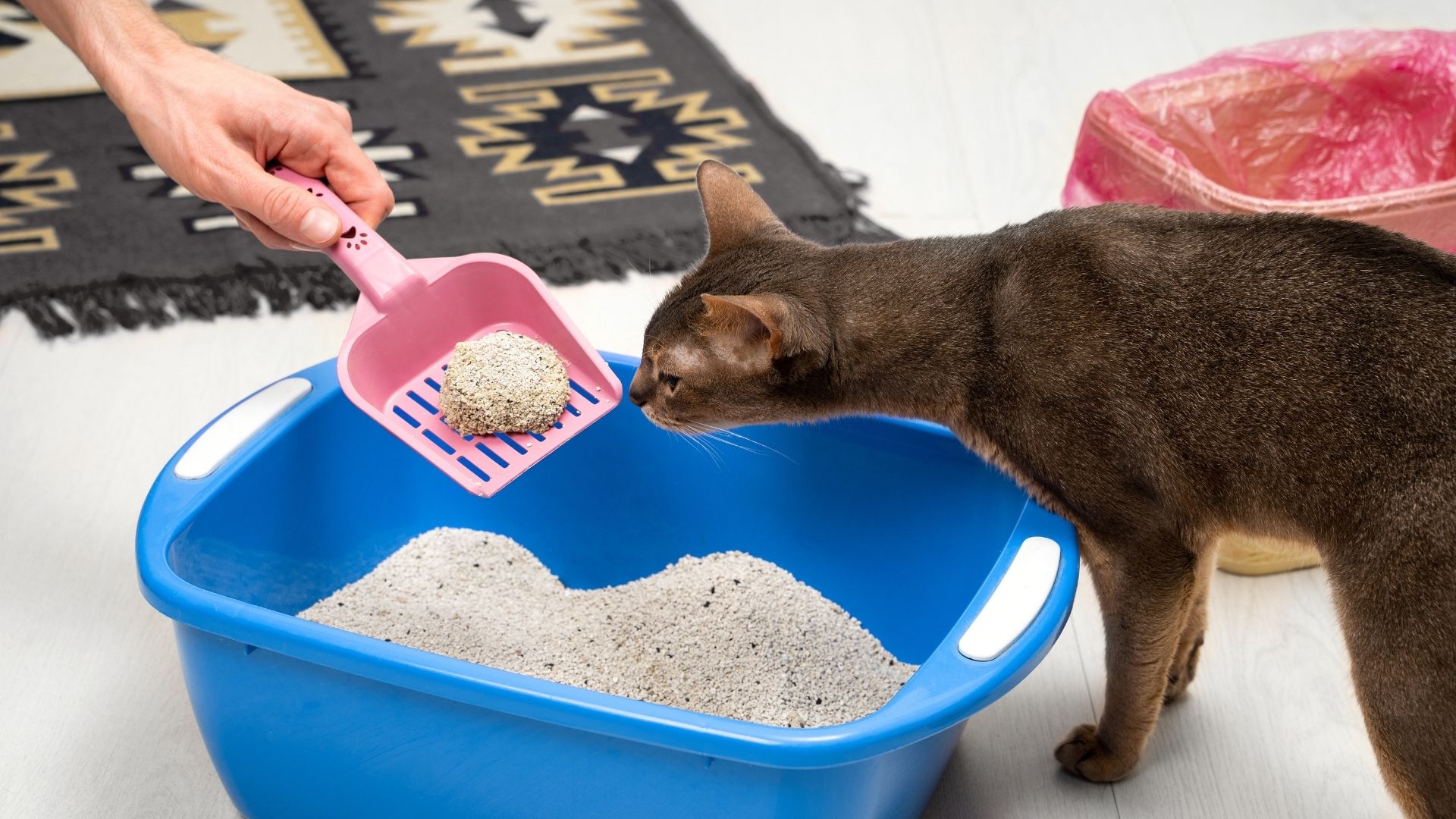 A cat sitting beside a clean litter box