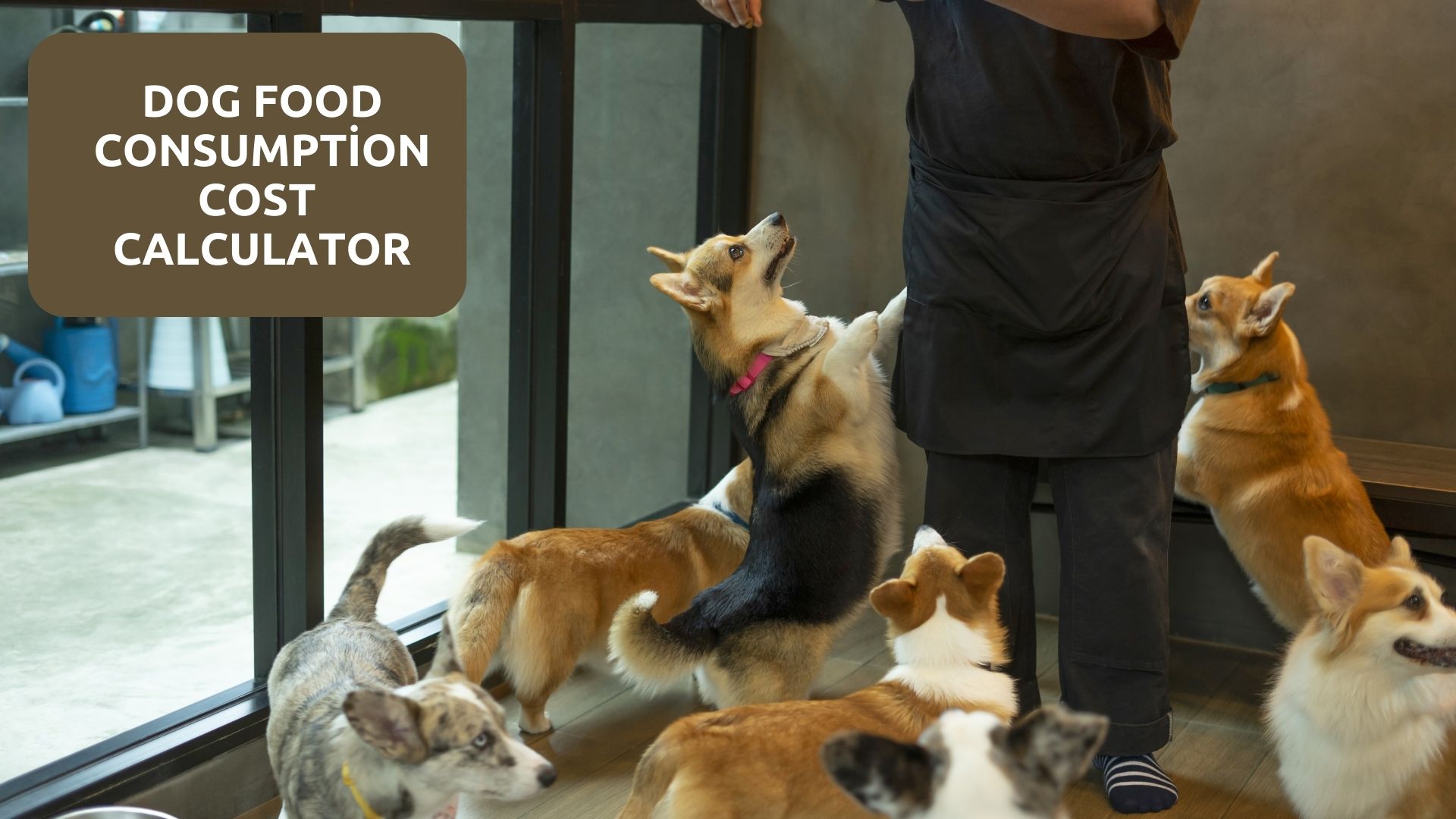 Corgi waiting to be fed Dogs