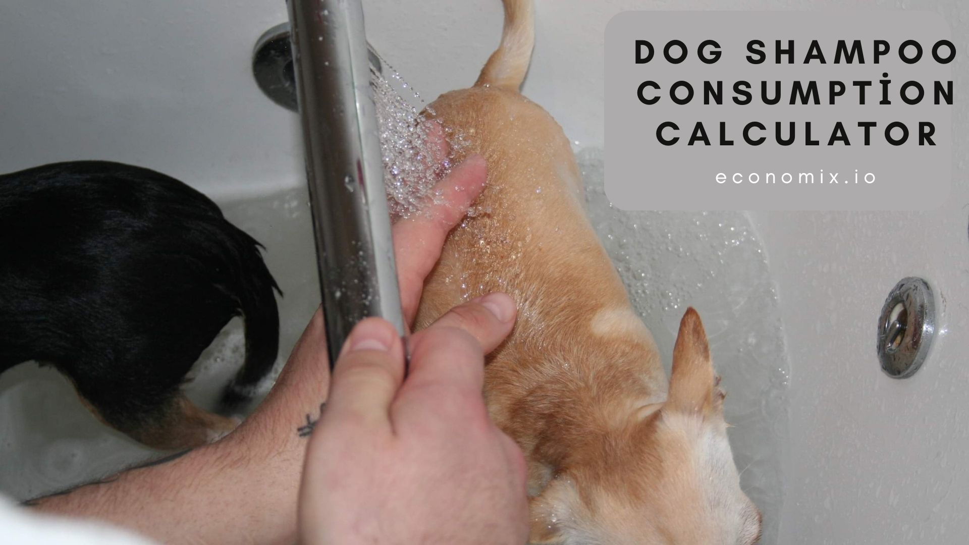 A dog being shampooed