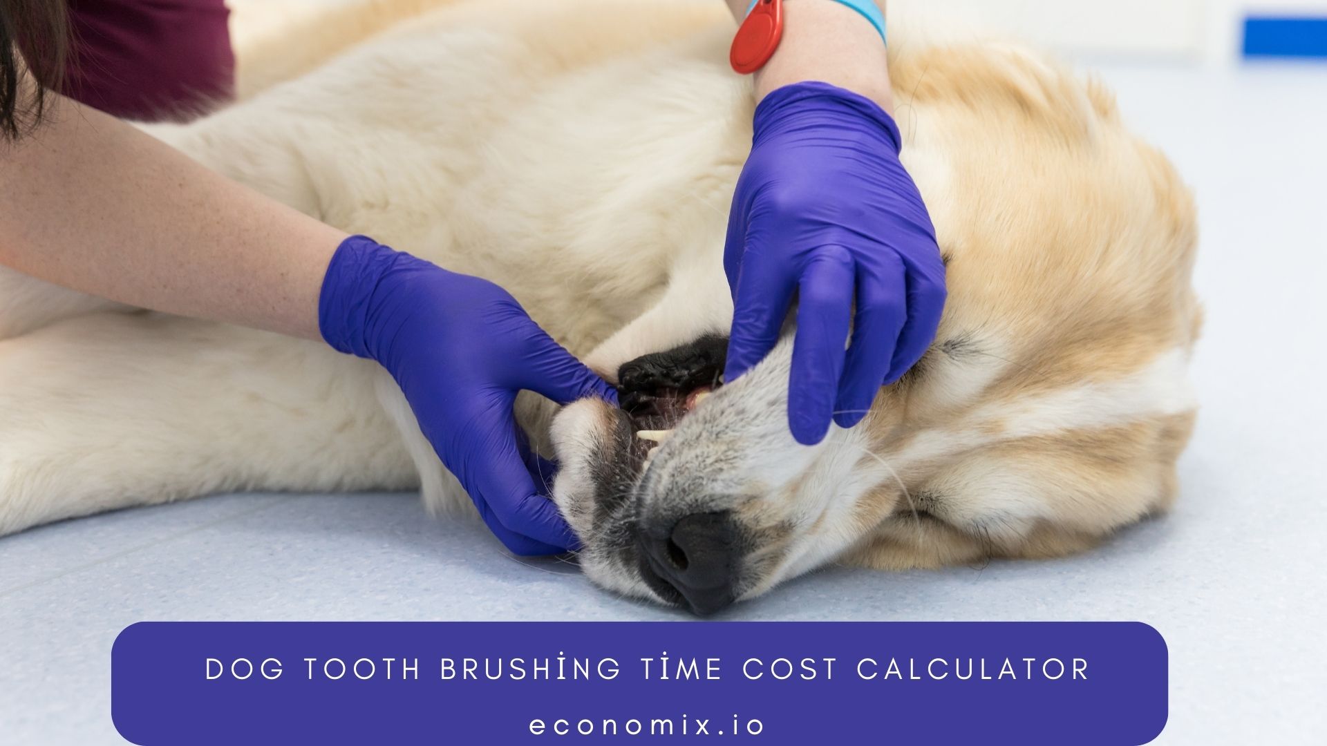 A dog having its teeth brushed