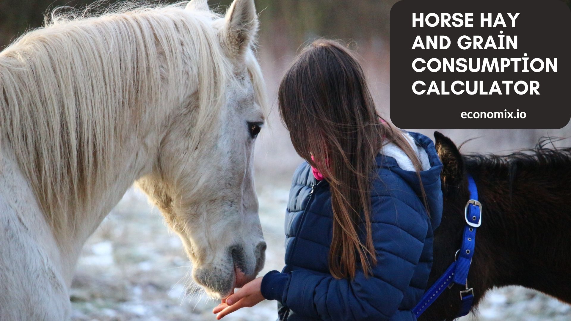 A HORSE BEING FED