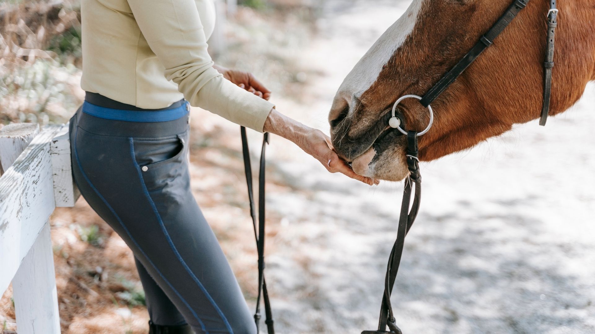 A horse being fed hay and grain