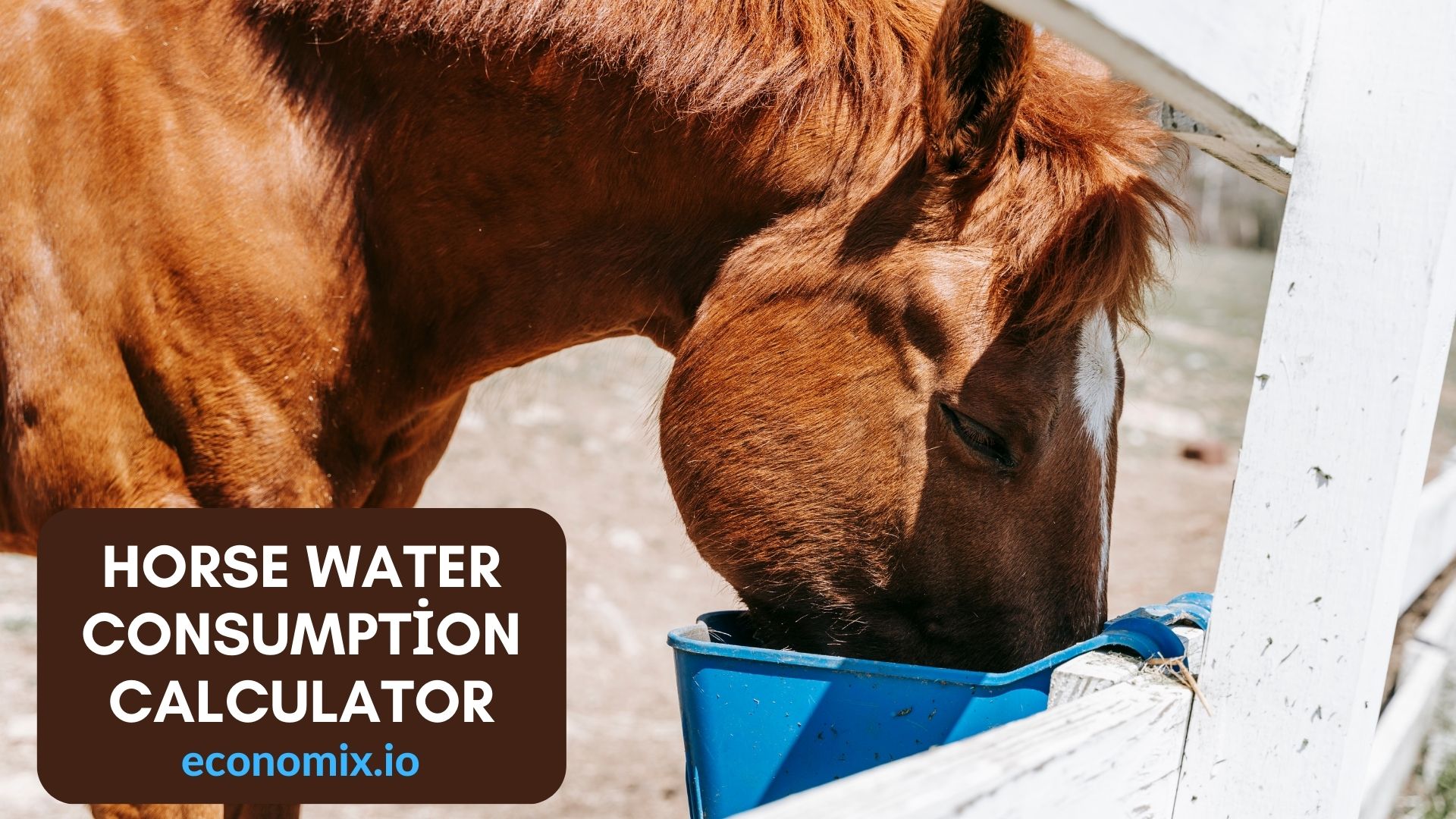 A horse drinking water from a trough