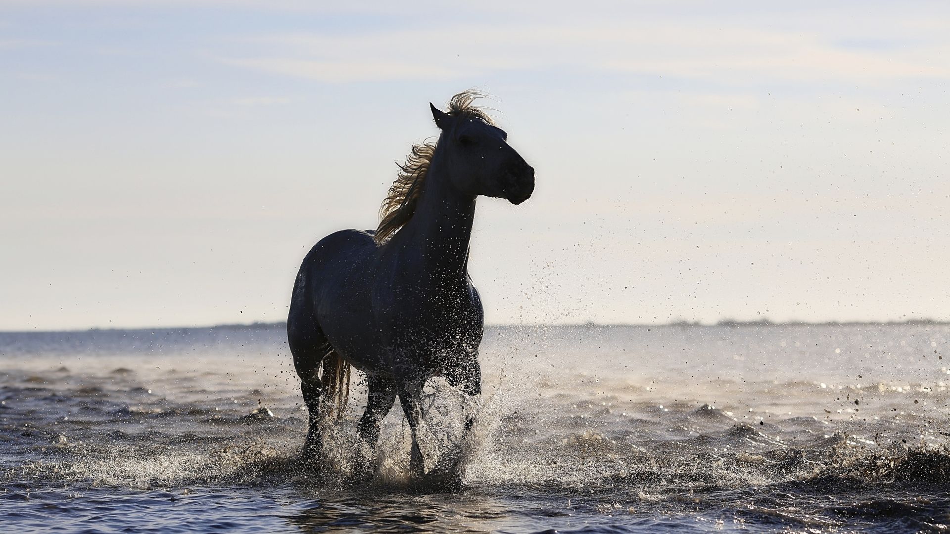 A horse drinking water from a trough