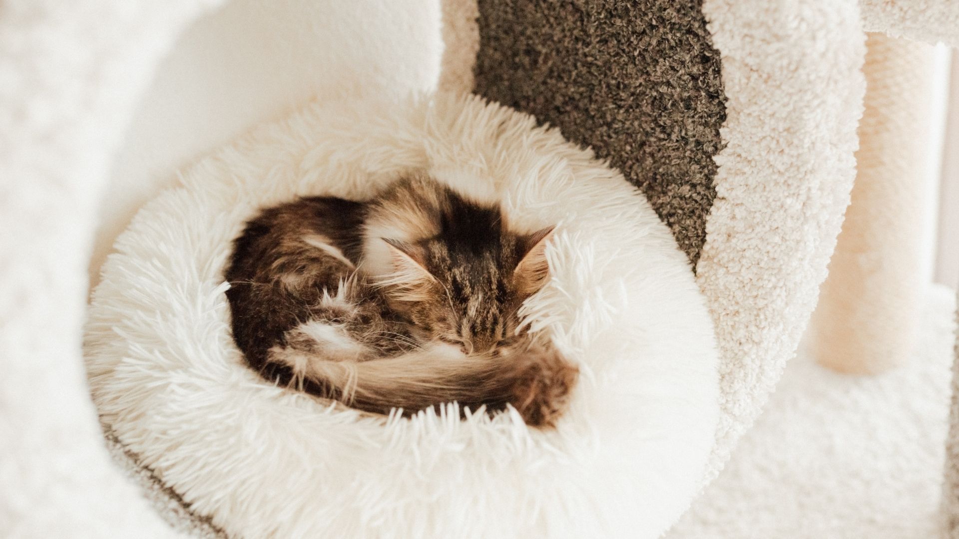 A clean pet bed