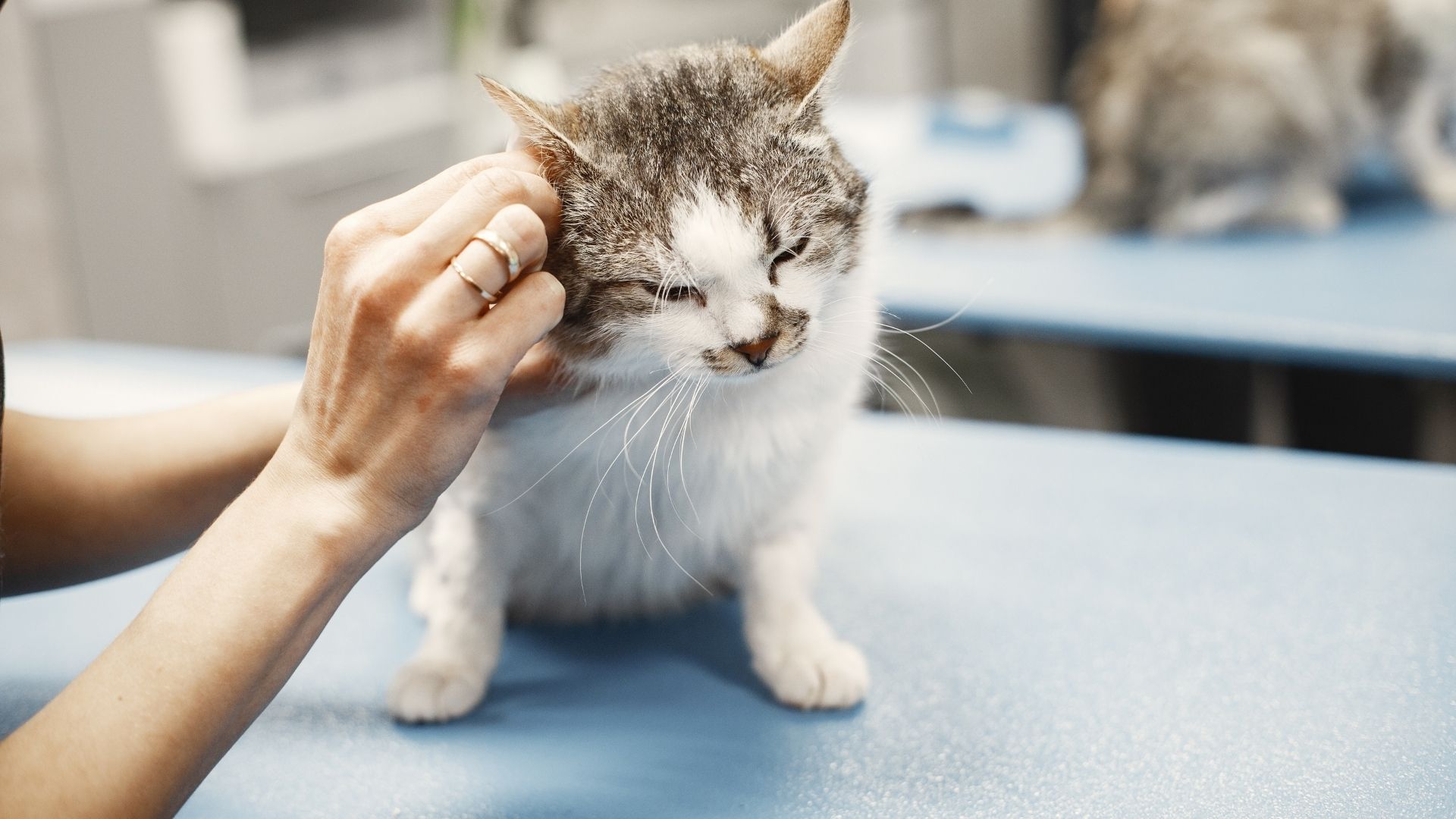 A pet owner cleaning their dog's ears