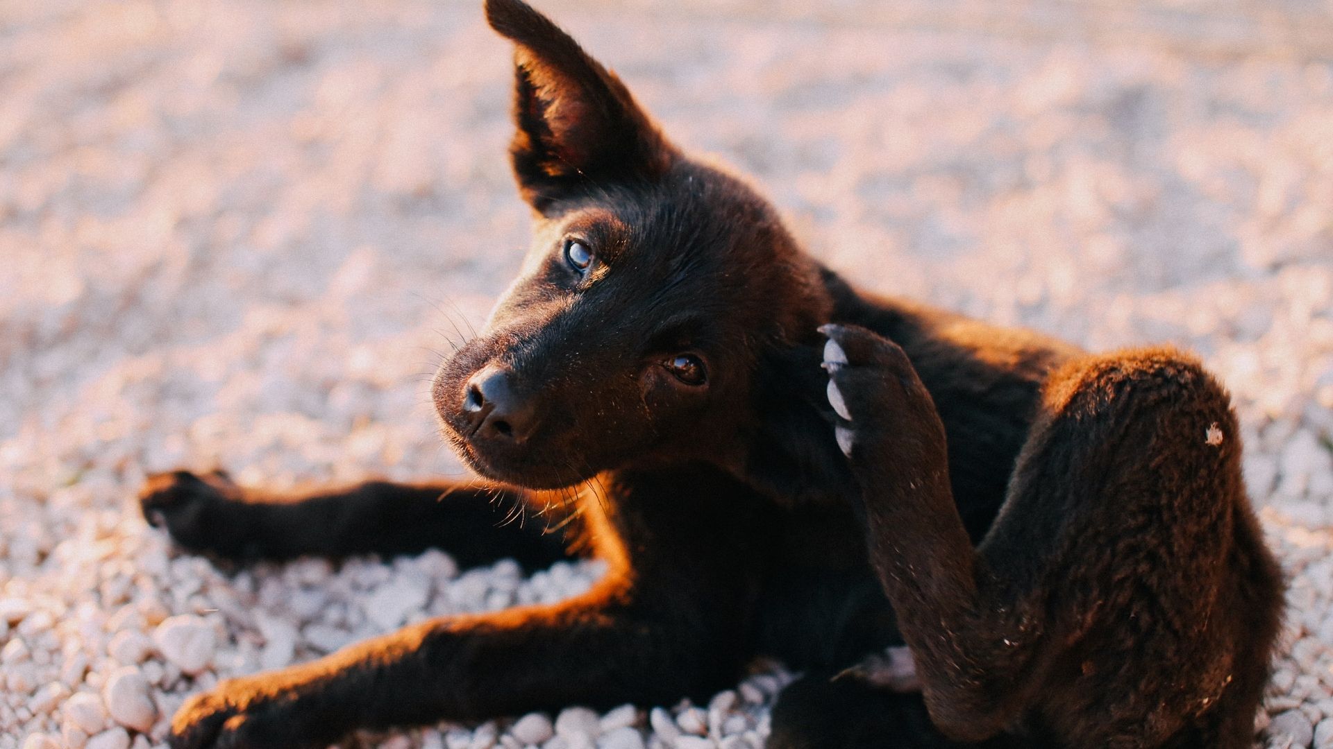 A pet owner using ear cleaning solution on a dog