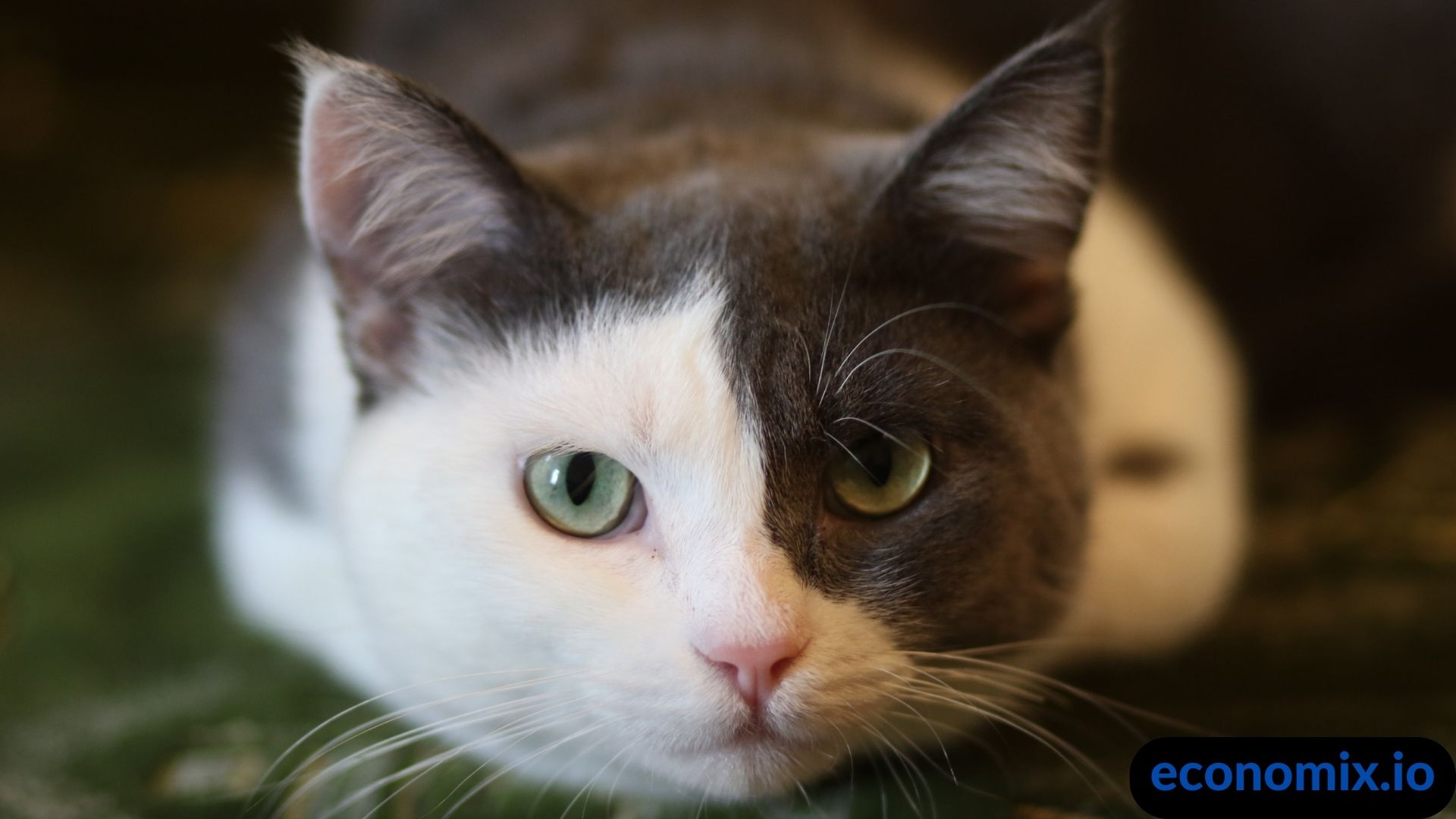 A pet owner carefully cleaning their pet's eyes