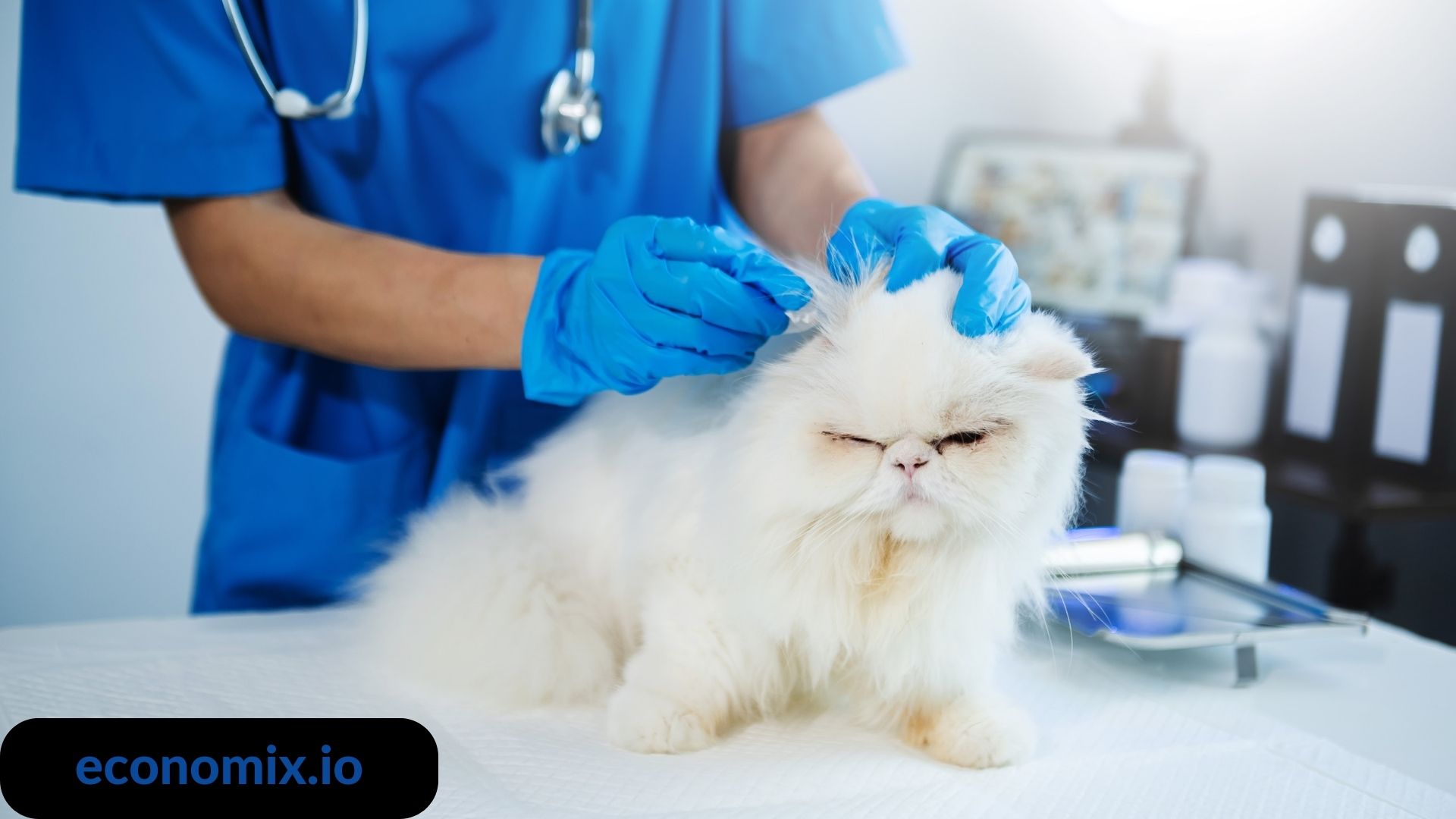 A pet owner carefully applying eye drops to their pet