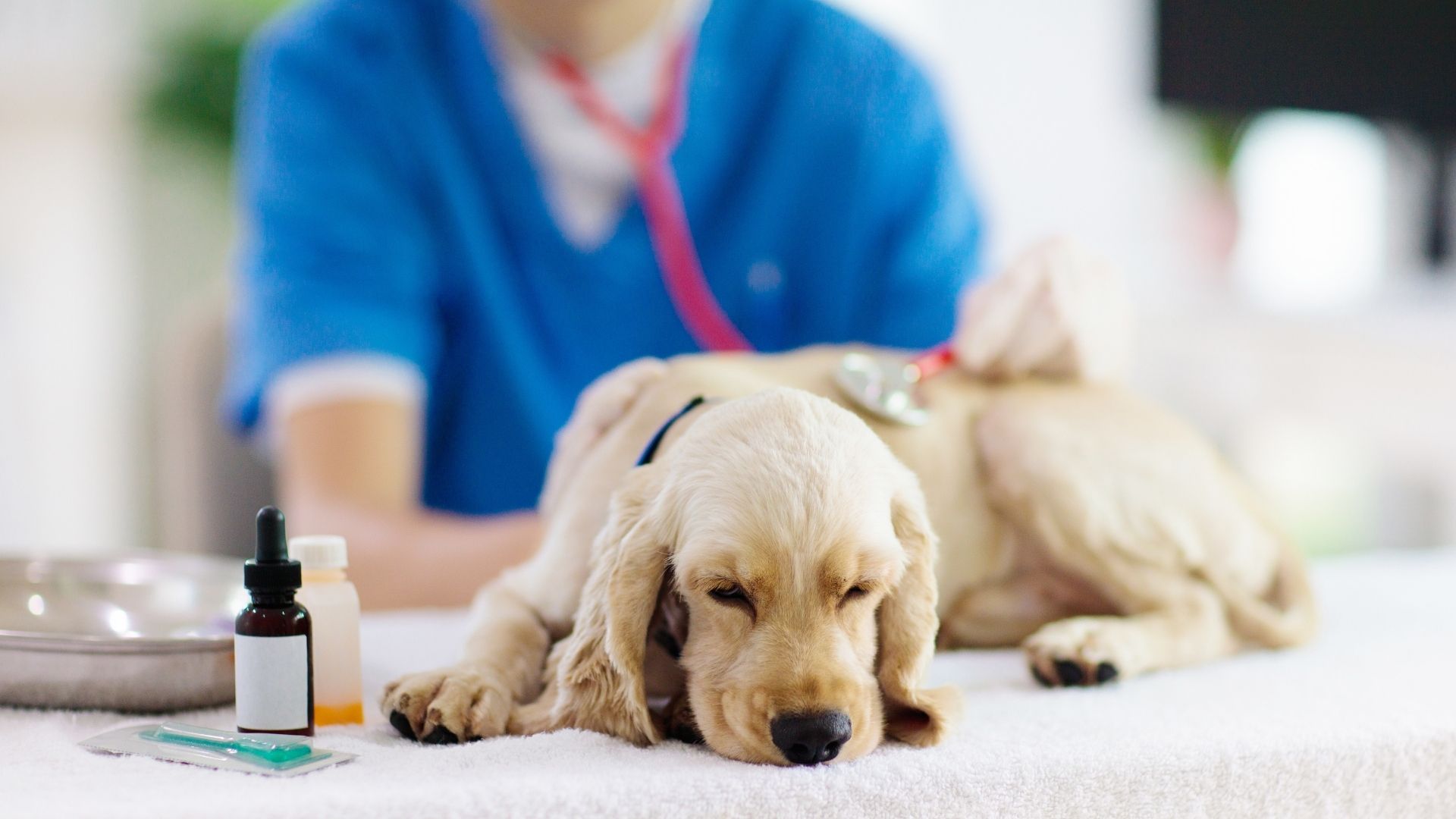 A pet owner and a veterinarian during a routine health checkup for a dog