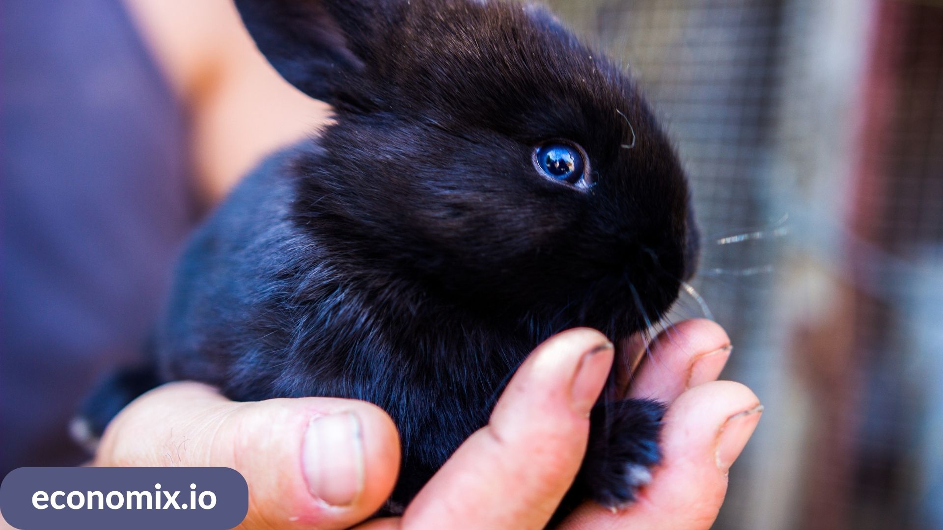 A rabbit eating fresh vegetables next to a water bowl