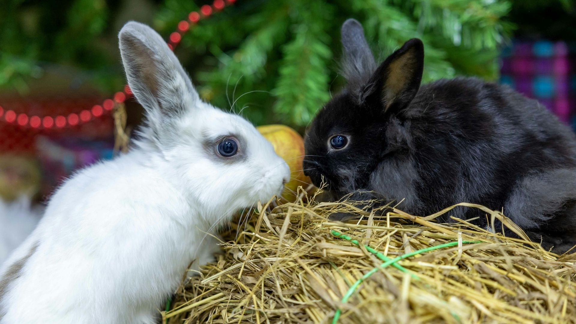 A rabbit eating fresh vegetables next to a water bowl