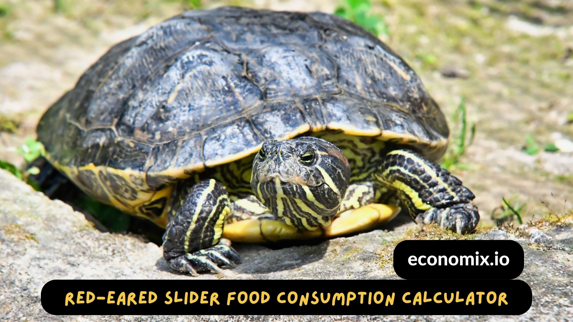 A red-eared slider turtle eating pellets and greens