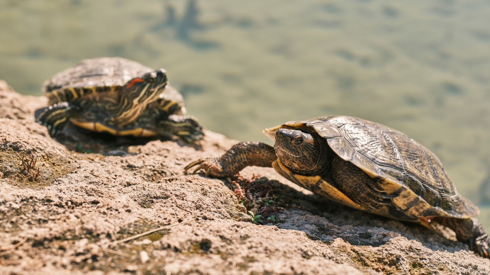 A red-eared slider turtle eating pellets and greens