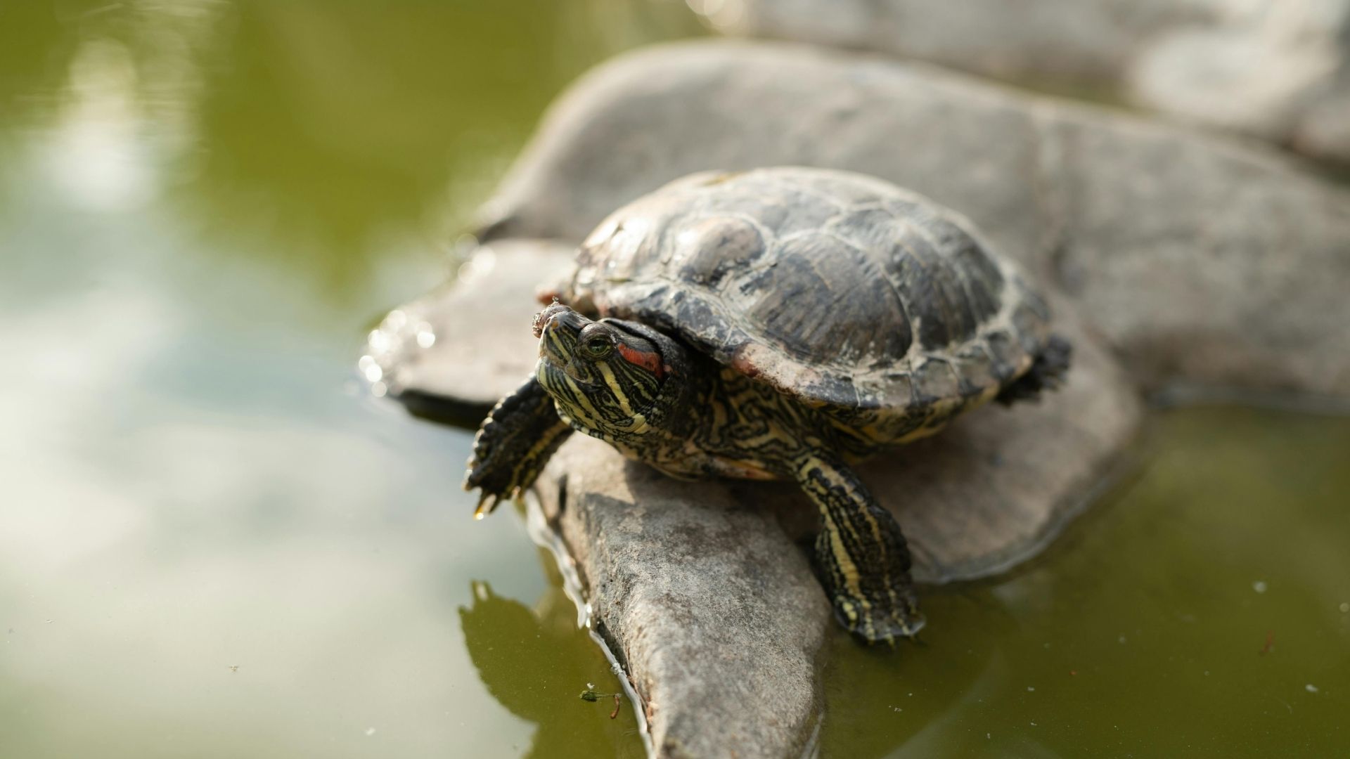 A red-eared slider turtle eating turtle pellets