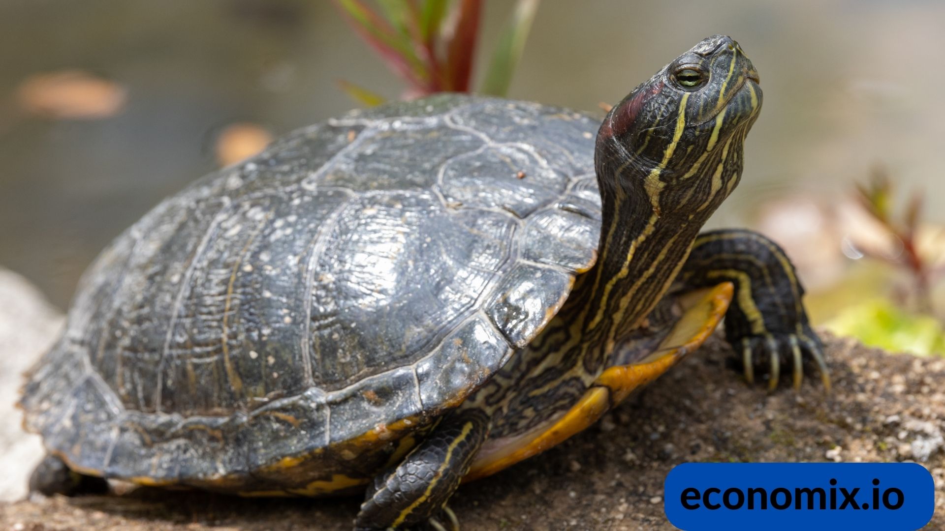 A clean tank environment for a red-eared slider turtle