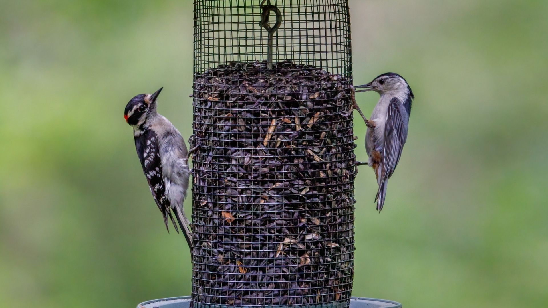 Bird Feeding Food Consumption Calculator