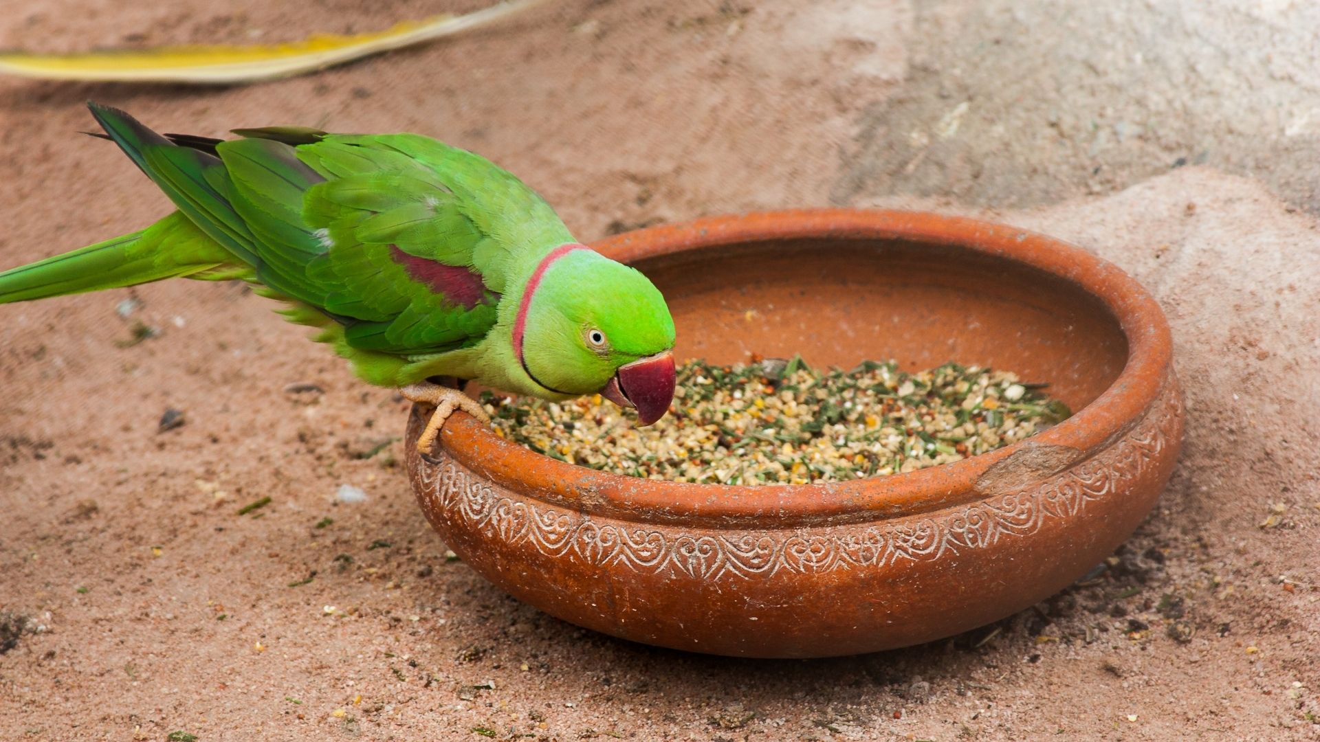 Bird Feeding Food Cost Calculator