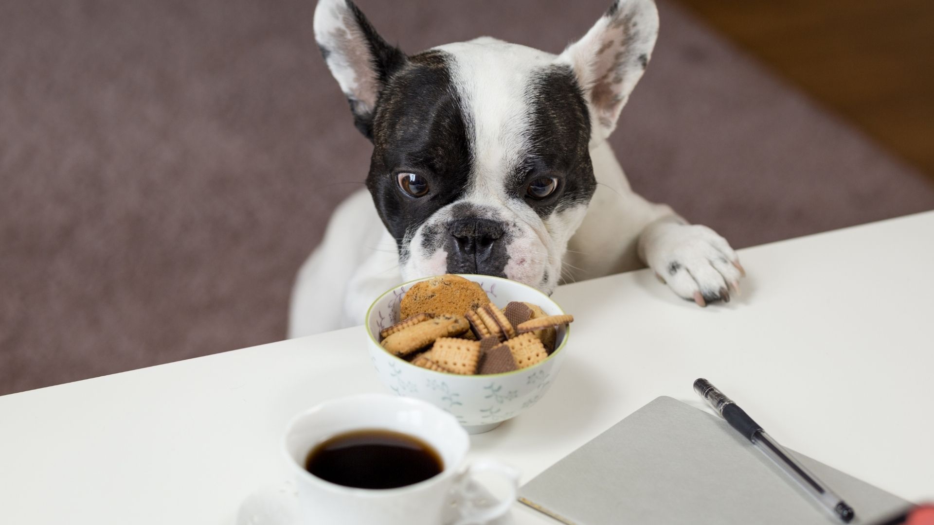 Dog Food Consumption Cost Calculator