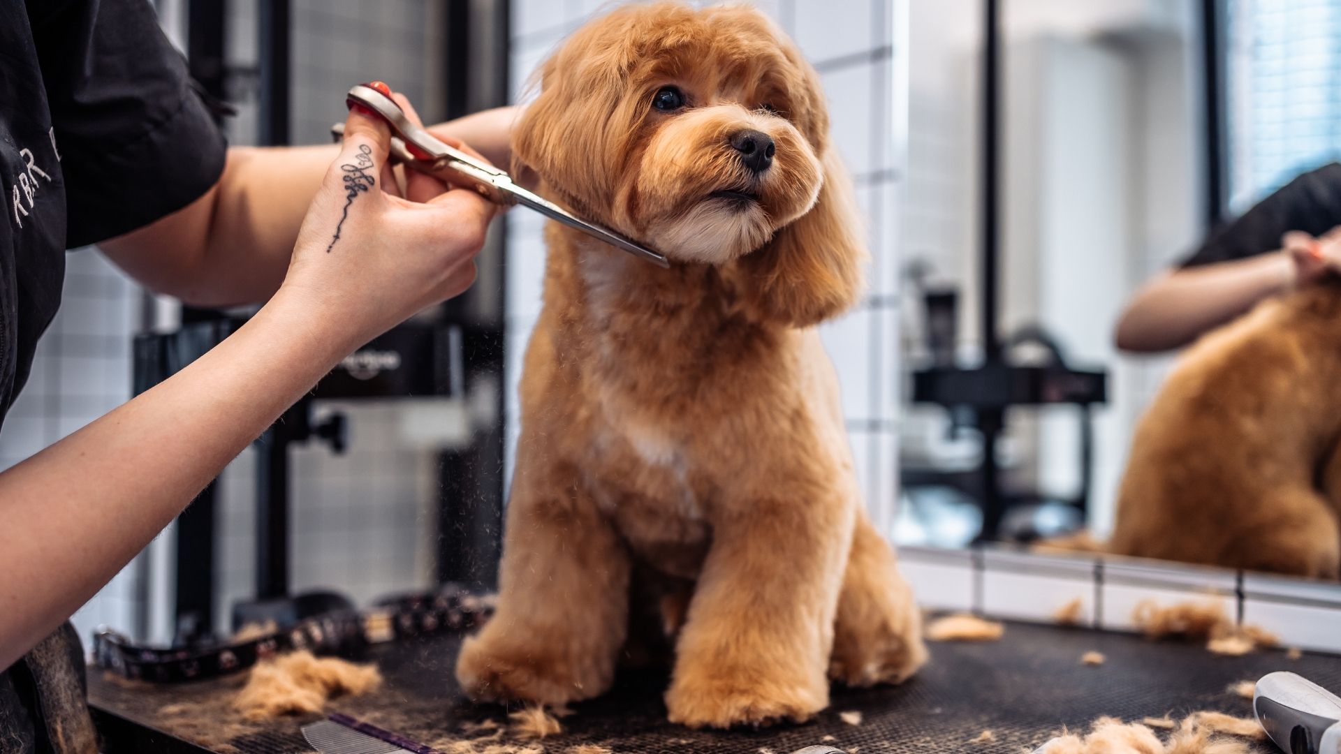 Dog Grooming Cost Calculator