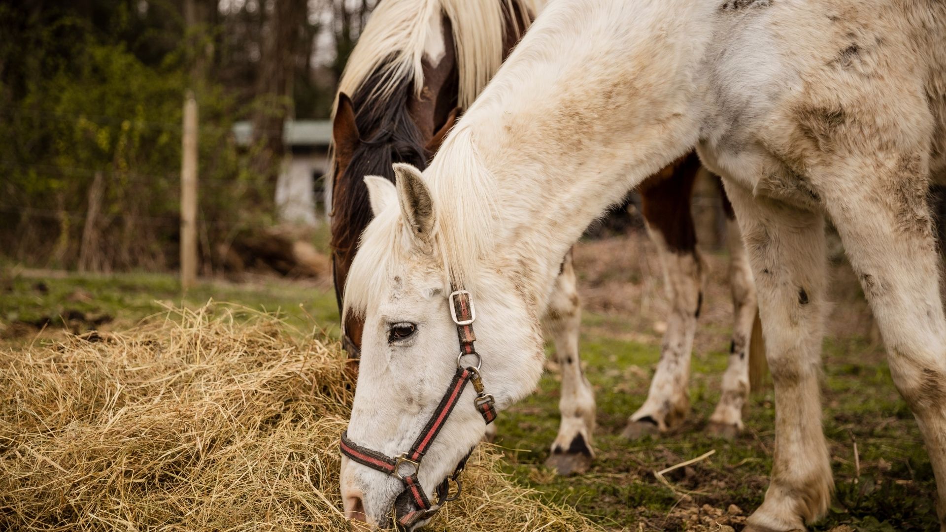 Horse Hay and Grain Consumption Calculator