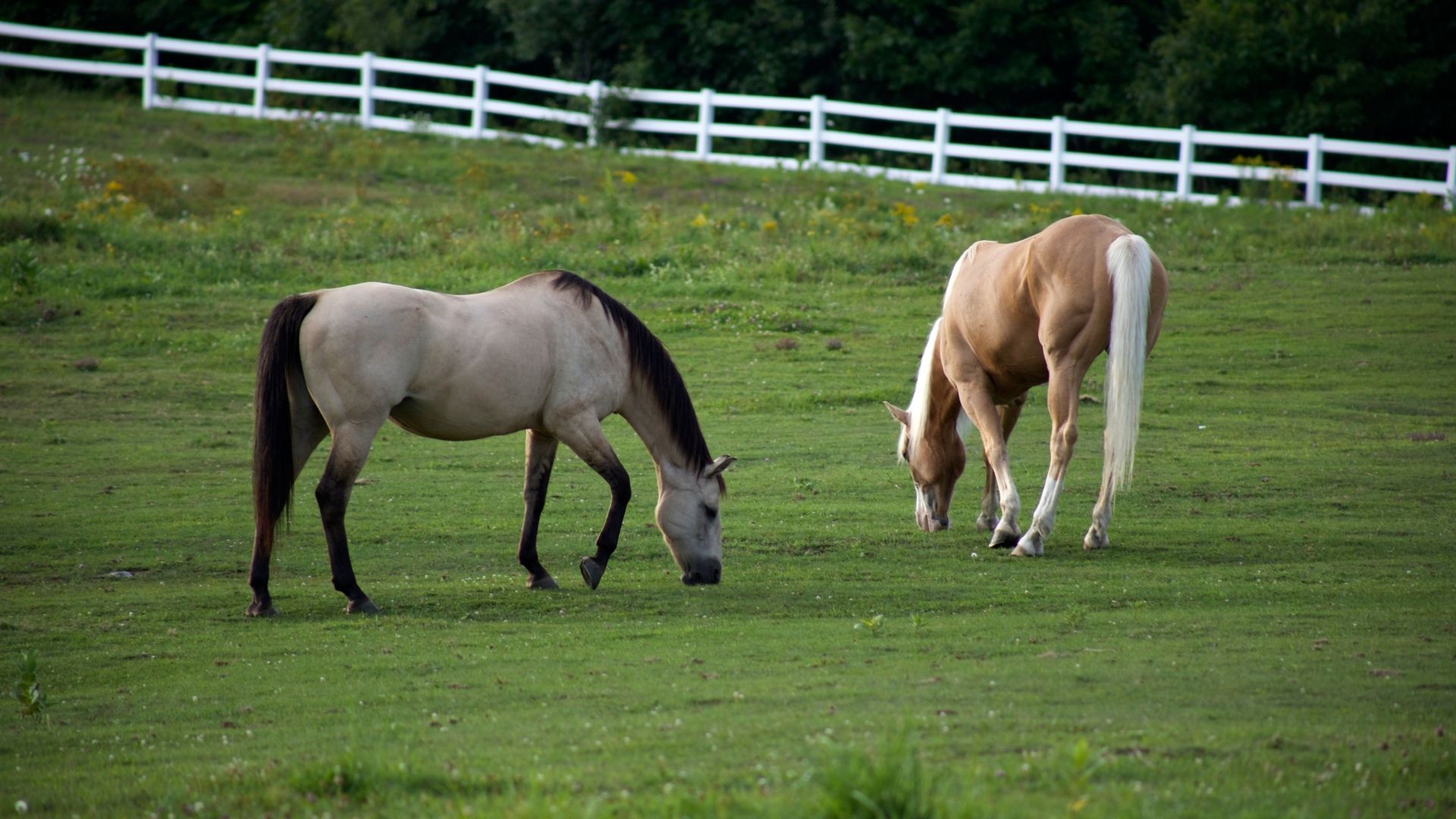 Horse Hay and Grain Cost Calculator