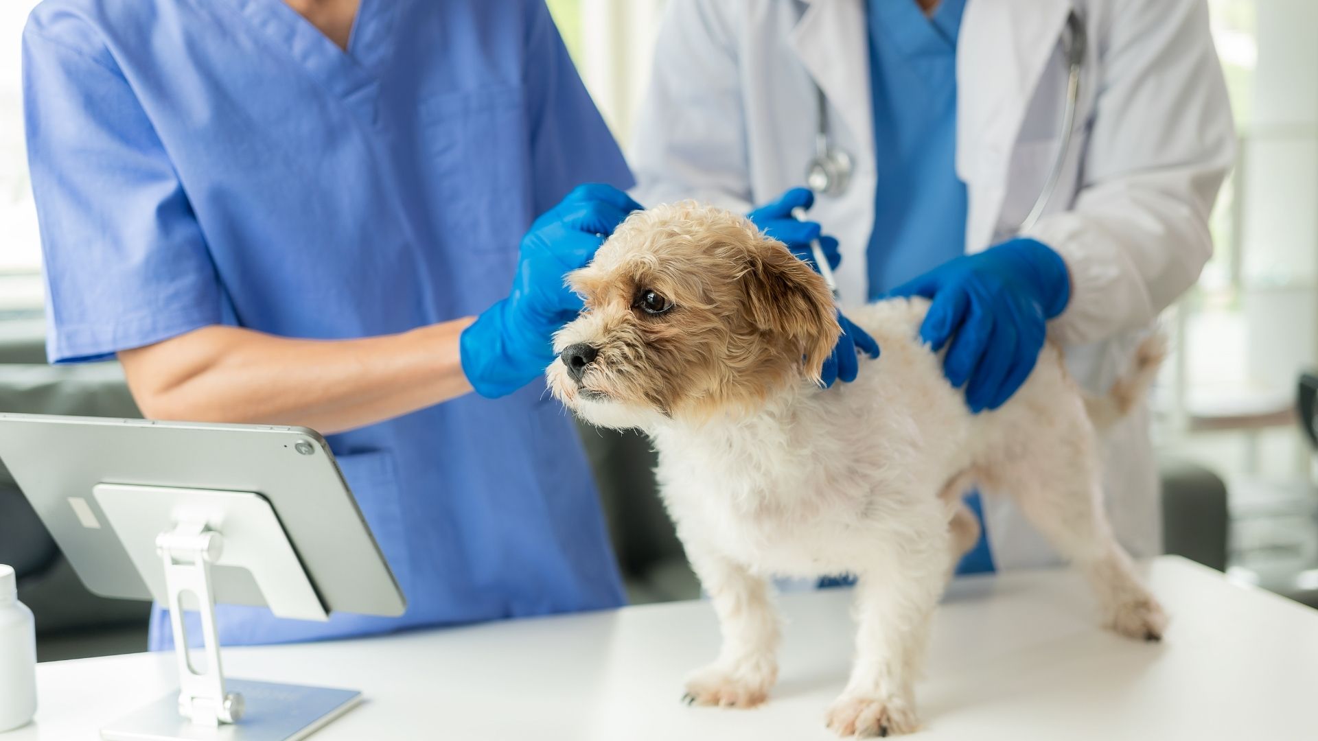 Pet Health Checkup Time Cost Calculator