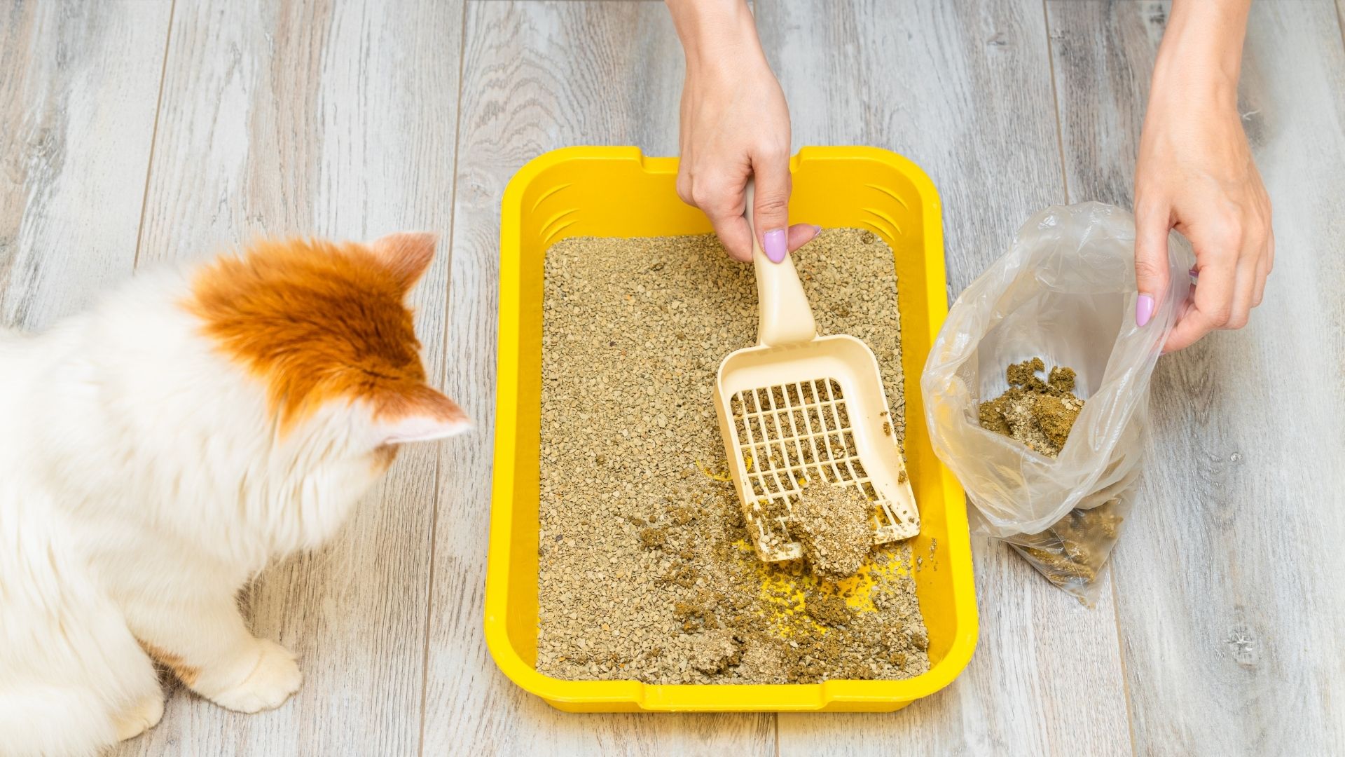 Pet Waste Bag Cost Calculator