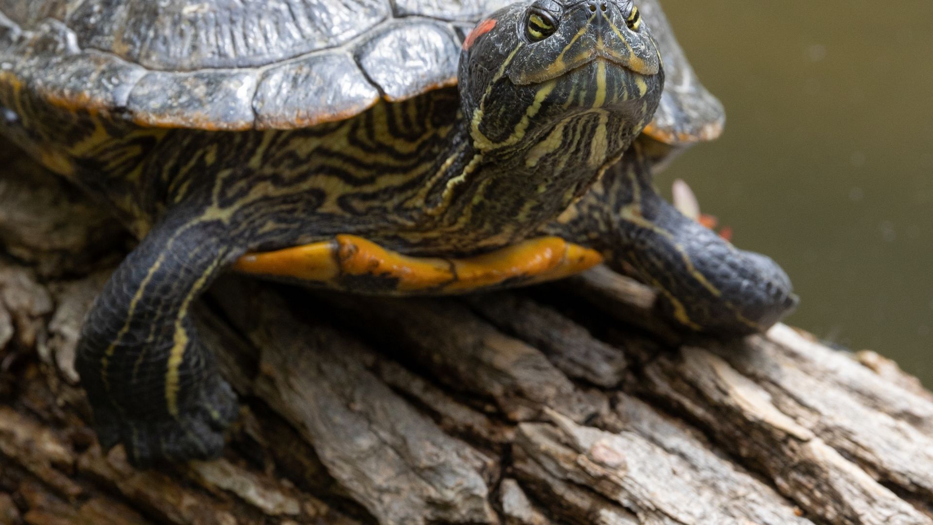 Red-Eared Slider Food Consumption Calculator