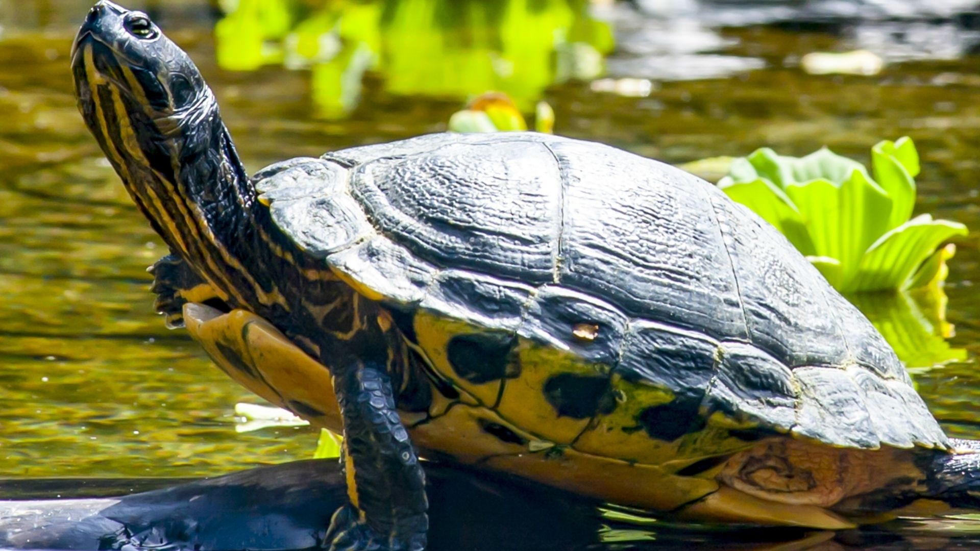 Red-Eared Slider Food Consumption Cost Calculator