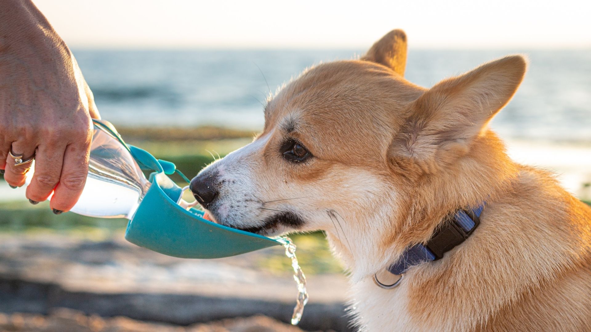 Dog Daily Water Requirement Calculator